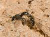 Lasioglossum sp.